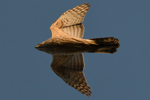 トリミング 2020/2月 SIGMA150-600C+D500 600mm F8 ss1/2500 ISO2000 AF-C シングル