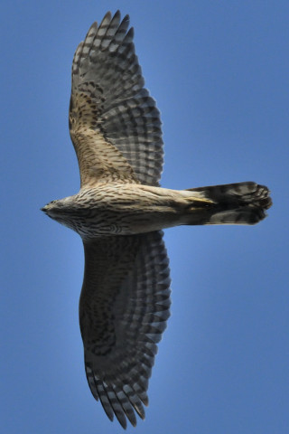 トリミング 2020/2月 SIGMA150-600C+D500 600mm F8 ss1/2500 ISO2000 AF-C シングル
