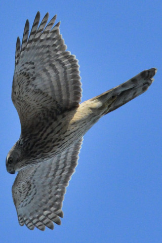 トリミング 2020/2月 SIGMA150-600C+D500 600mm F8 ss1/2500 ISO2000 AF-C シングル