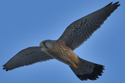 トリミング 2020/2月 SIGMA150-600C+D500 600mm F8 ss1/2500 ISO1800 AF-C シングル