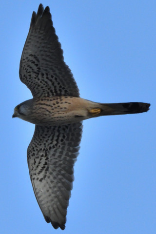 トリミング 2020/2月 SIGMA150-600C+D500 600mm F8 ss1/2500 ISO1600 AF-C シングル