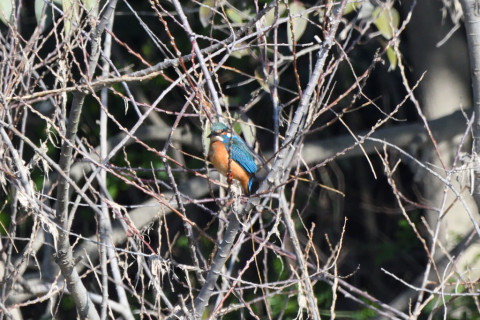 トリミング 2020/2月 SIGMA150-600C+D500 600mm F8 ss1/1250 ISO1100