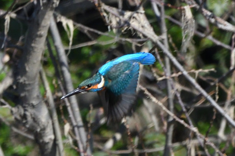 トリミング 2020/2月 SIGMA150-600C+D500 600mm F8 ss1/1250 ISO720 AF-C シングル