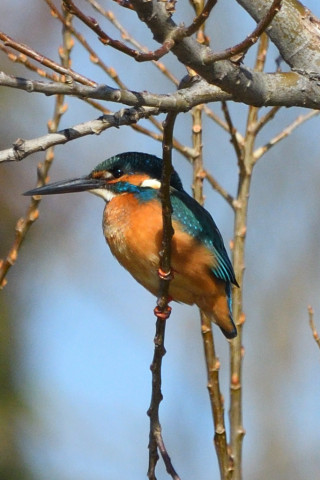 トリミング 2020/2月 SIGMA150-600C+D500 600mm F8 ss1/1600 ISO500