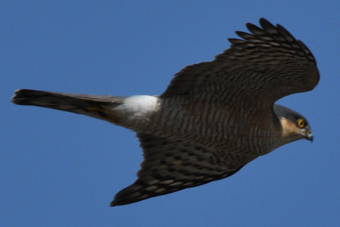 トリミング 2020/2月 SIGMA150-600C+D500 600mm F8 ss1/1600 ISO360 AF-C シングル