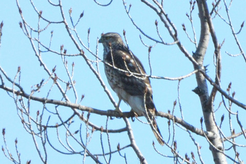 トリミング 2020/2月 SIGMA150-600C+D500 600mm F8 ss1/1600 ISO280