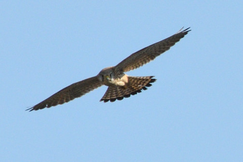 トリミング 2020/2月 SIGMA150-600C+D500 600mm F8 ss1/1600 ISO320 AF-C シングル 