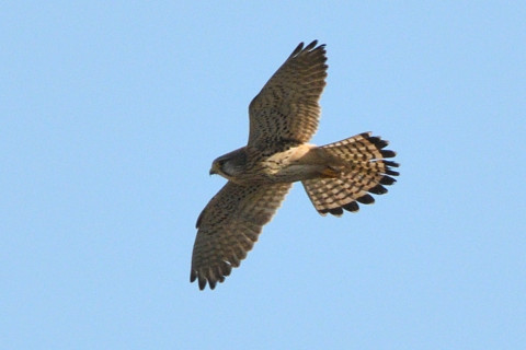 トリミング 2020/2月 SIGMA150-600C+D500 600mm F8 ss1/1600 ISO360 AF-C シングル