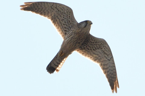 トリミング 2020/2月 SIGMA150-600C+D500 600mm F8 ss1/1250 ISO100 AF-C シングル