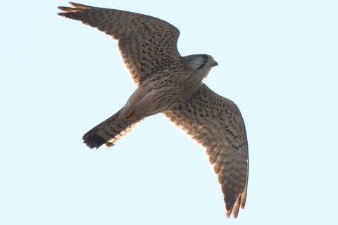 トリミング 2020/2月 SIGMA150-600C+D500 600mm F8 ss1/1250 ISO110 AF-C シングル