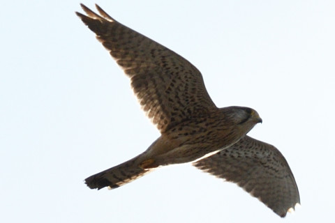 トリミング 2020/2月 SIGMA150-600C+D500 600mm F8 ss1/1250 ISO100 AF-C シングル