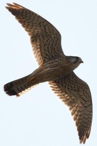 トリミング 2020/2月 SIGMA150-600C+D500 600mm F8 ss1/1250 ISO100 AF-C シングル