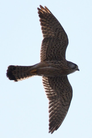 トリミング 2020/2月 SIGMA150-600C+D500 600mm F8 ss1/1250 ISO100 AF-C シングル