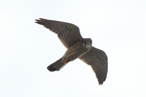 トリミング 2020/2月 SIGMA150-600C+D500 600mm F8 ss1/1250 ISO100 AF-C シングル