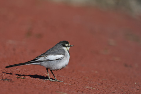 2020/2月 SIGMA150-600C+D500 600mm F6.3 ss1/800 ISO110