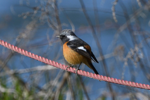 トリミング 2020/2月 SIGMA150-600C+D500 600mm F8 ss1/1250 ISO560