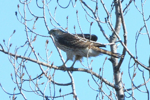 トリミング 2020/2月 SIGMA150-600C+D500 600mm F8 ss1/1600 ISO320