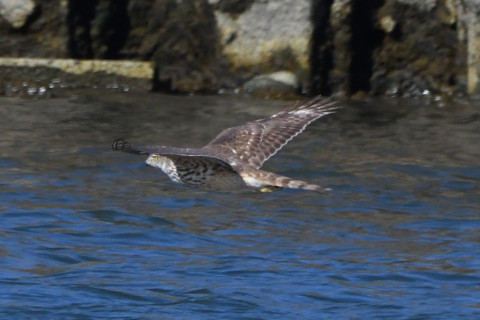 トリミング 2020/2月 SIGMA150-600C+D500 600mm F8 ss1/1600 ISO720 AF-C 25点