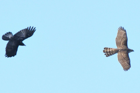 トリミング 2020/2月 SIGMA150-600C+D500 600mm F8 ss1/1600 ISO280 AF-C 25点