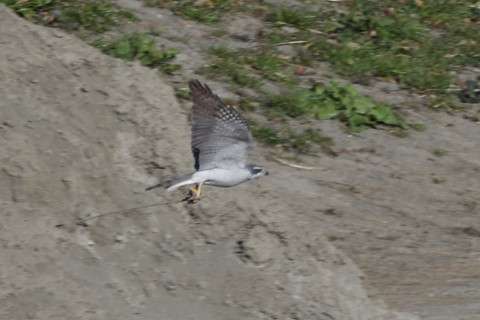 トリミング 2020/2月 SIGMA150-600C+D500 600mm F8 ss1/1600 ISO500 AF-C シングル