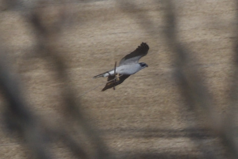 トリミング 2020/2月 SIGMA150-600C+D500 600mm F8 ss1/1600 ISO500 AF-C シングル