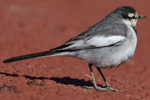 トリミング 2020/2月 SIGMA150-600C+D500 600mm F6.3 ss1/800 ISO110