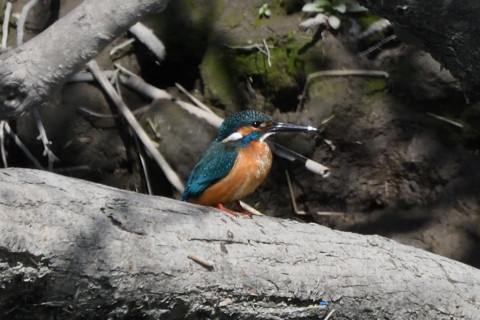 トリミング 2020/2月 SIGMA150-600C+D500 600mm F8 ss1/1250 ISO720