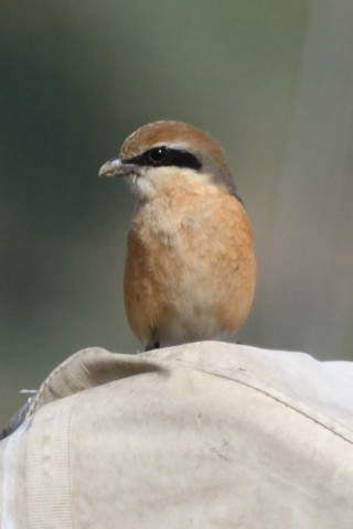 トリミング 2020/2月 SIGMA150-600C+D500 600mm F8 ss1/800 ISO400