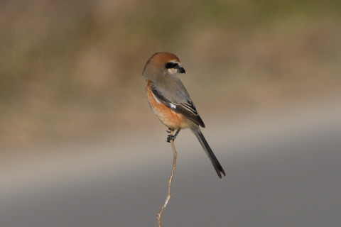 トリミング 2020/2月 SIGMA150-600C+D500 600mm F8 ss1/1600 ISO800