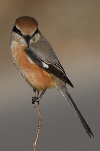 トリミング 2020/2月 SIGMA150-600C+D500 600mm F8 ss1/2000 ISO800