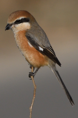 トリミング 2020/2月 SIGMA150-600C+D500 600mm F8 ss1/2000 ISO800