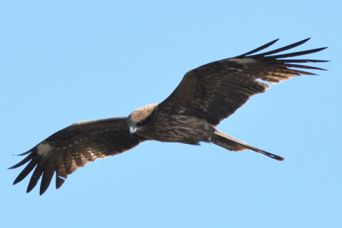 トリミング 2020/2月 SIGMA150-600C+D500 600mm F8 ss1/1250 ISO360 AF-C シングル