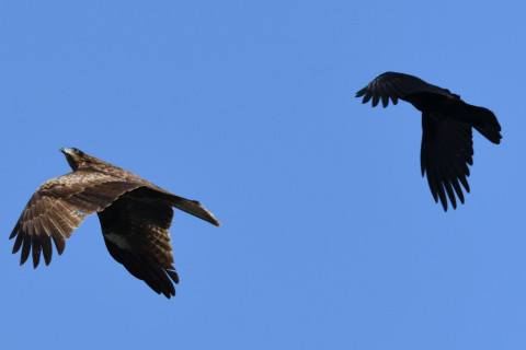 トリミング 2020/2月 SIGMA150-600C+D500 600mm F8 ss1/1250 ISO360 AF-C シングル