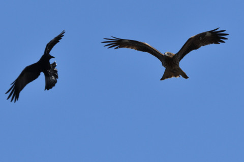 トリミング 2020/2月 SIGMA150-600C+D500 600mm F8 ss1/1250 ISO320 AF-C シングル