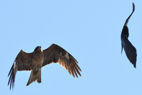 トリミング 2020/2月 SIGMA150-600C+D500 600mm F8 ss1/1250 ISO320 AF-C シングル