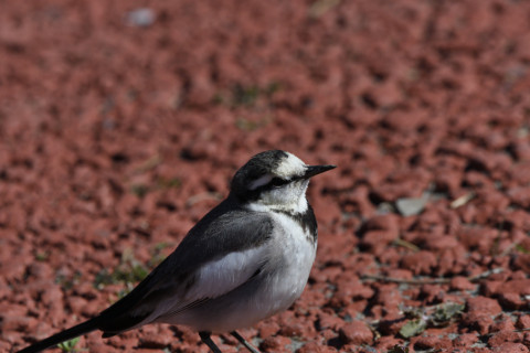 2020/2月 SIGMA150-600C+D500 600mm F8 ss1/1250 ISO320