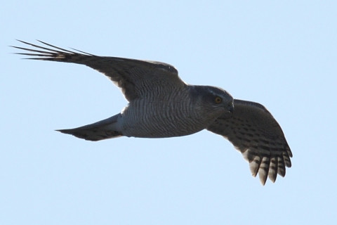 トリミング 2020/2月 SIGMA150-600C+D500 600mm F8 ss1/100 ISO640 AF-C シングル