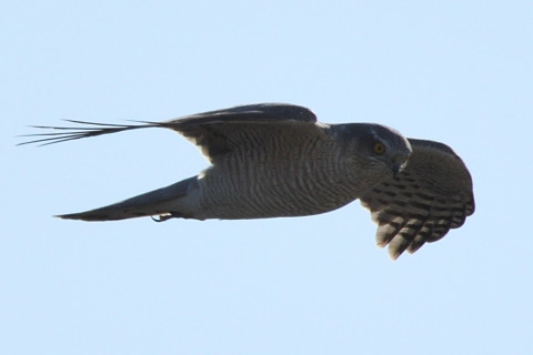 トリミング 2020/2月 SIGMA150-600C+D500 600mm F8 ss1/100 ISO640 AF-C シングル