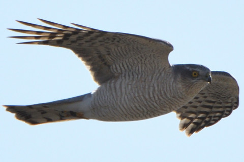 トリミング 2020/2月 SIGMA150-600C+D500 600mm F8 ss1/110 ISO640 AF-C シングル