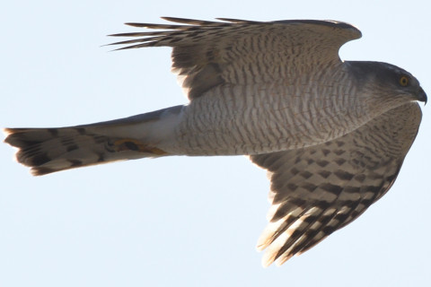 トリミング 2020/2月 SIGMA150-600C+D500 600mm F8 ss1/100 ISO640 AF-C シングル