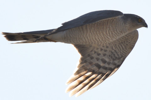 トリミング 2020/2月 SIGMA150-600C+D500 600mm F8 ss1/100 ISO640 AF-C シングル