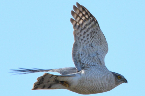 トリミング 2020/2月 SIGMA150-600C+D500 600mm F8 ss1/100 ISO280 AF-C シングル