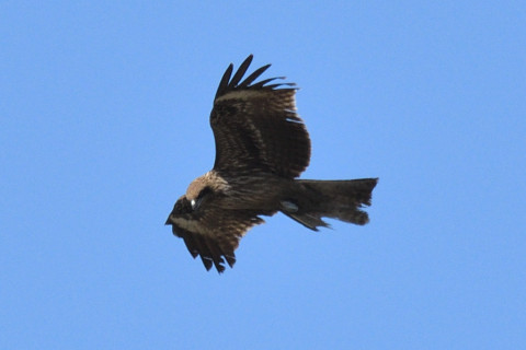 トリミング 2020/3月 SIGMA150-600C+D500 600mm F8 ss1/1250 ISO280 AF-C シングル