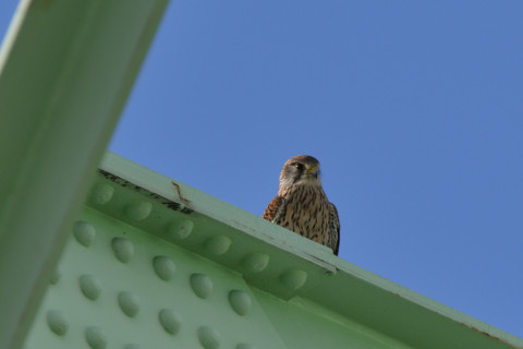 トリミング 2020/3月 SIGMA150-600C+D500 600mm F8 ss1/640 ISO220