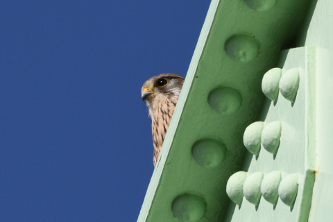 トリミング 2020/3月 SIGMA150-600C+D500 600mm F8 ss1/1250 ISO400