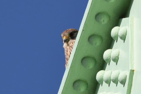 トリミング 2020/3月 SIGMA150-600C+D500 600mm F8 ss1/1250 ISO450