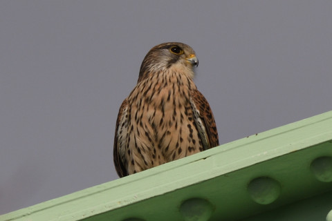 トリミング 2020/3月 SIGMA150-600C+D500 600mm F8 ss1/1250 ISO180