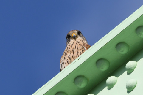 トリミング 2020/3月 SIGMA150-600C+D500 600mm F8 ss1/640 ISO110 AF-C シングル