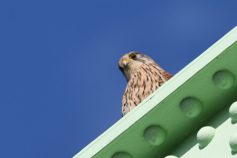 トリミング 2020/3月 SIGMA150-600C+D500 600mm F8 ss1/800 ISO220