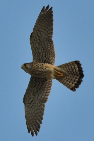 トリミング 2020/3月 SIGMA150-600C+D500 550mm F8 ss1/1600 ISO720 AF-C シングル
